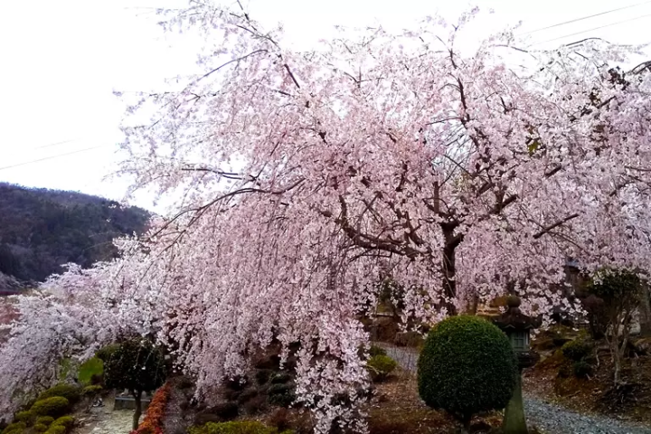 [Hyogo Sanda City] About 30 minutes from Osaka/Kobe! A complete guide to the ``Mukogawa Sakurazutsumi Corridor'' lined with spectacular cherry blossom trees.