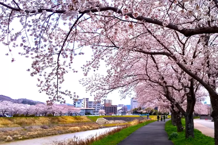 [Hyogo Sanda City] About 30 minutes from Osaka/Kobe! A complete guide to the ``Mukogawa Sakurazutsumi Corridor'' lined with spectacular cherry blossom trees.