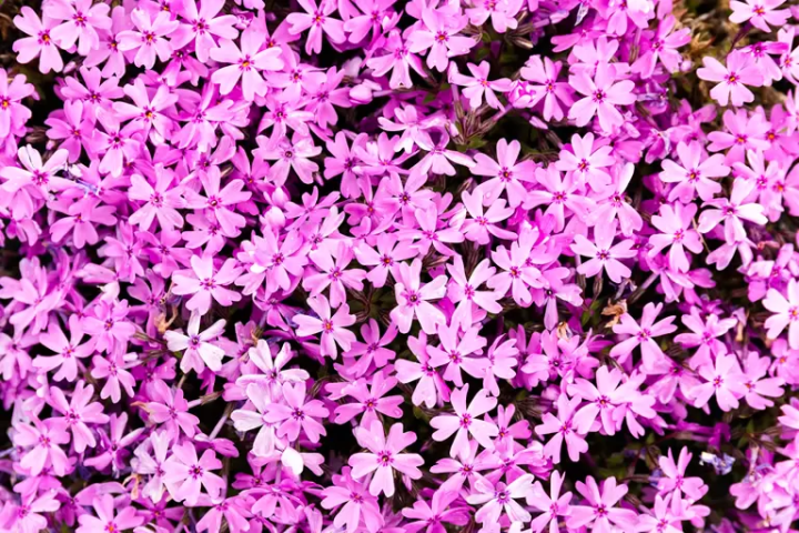 [Hyogo Sanda City] About 30 minutes from Osaka/Kobe! A complete guide to the ``Mukogawa Sakurazutsumi Corridor'' lined with spectacular cherry blossom trees.