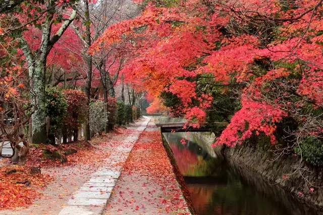 [Kyoto/Sightseeing] Introducing seasonal tourist spots in Kyoto!