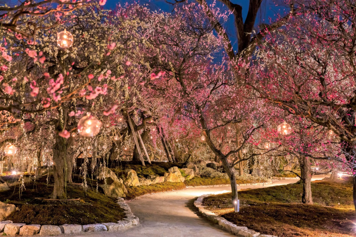 [Kyoto/Sightseeing] Introducing seasonal tourist spots in Kyoto!