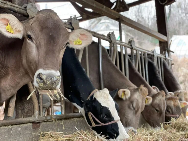 brown bodied brown swiss breed