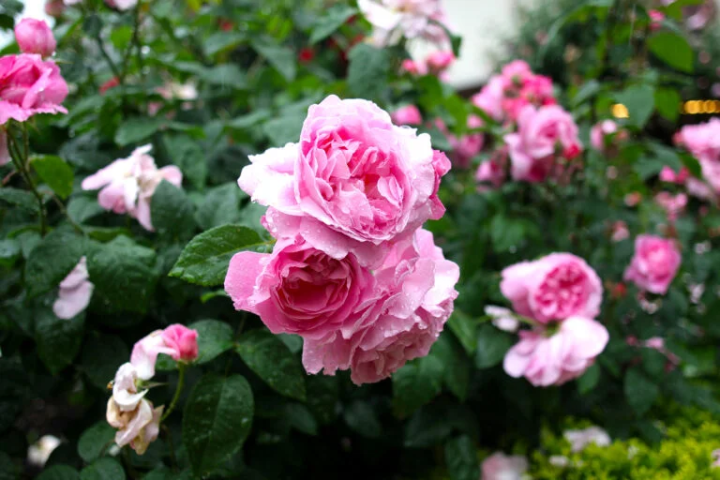 下雨天也能拍出美麗的玫瑰花 
