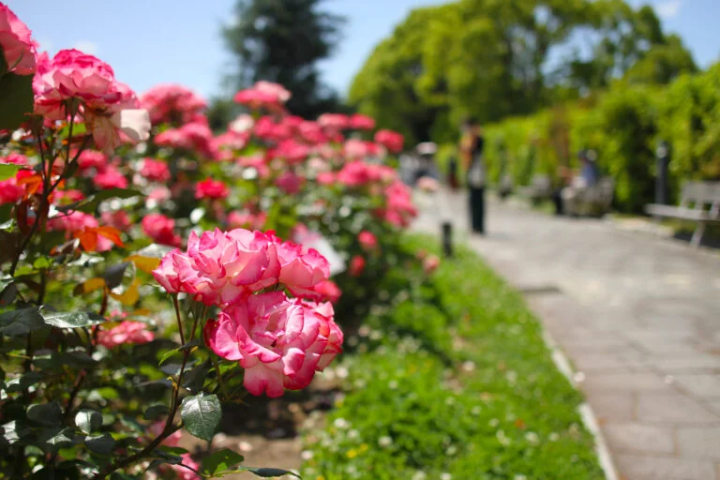 【고베시】 사계절의 아름다운 정원을 즐길 수 있는 “고베 시립 스마리궁 공원”