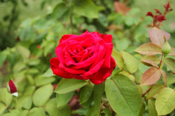 "스마 이궁 공원"의 오리지널 로즈 "아카리 궁"