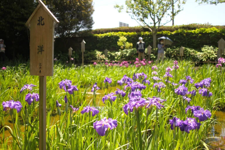 【고베시】 사계절의 아름다운 정원을 즐길 수 있는 “고베 시립 스마리궁 공원”
