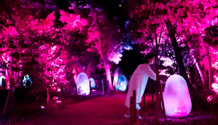 【2024】讓觀眾也成為藝術的一部分！teamLab日本各地展館重點與優惠門票介紹 