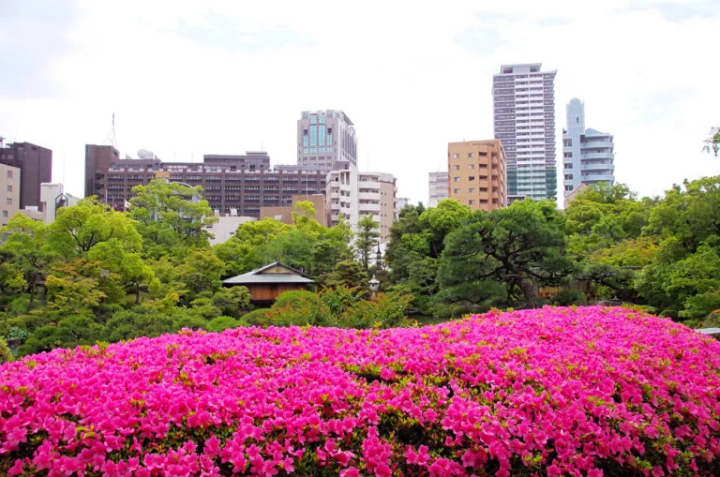 Satsuki azalea (late May to early June) 