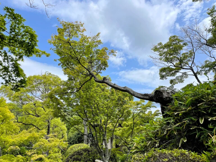 Iroha maple leaves with their branches stretched out horizontally 