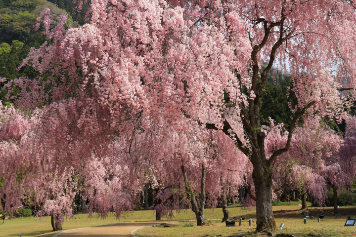 [เมืองซาไก จังหวัดฟุกุอิ] 5 สถานที่ท่องเที่ยวแนะนำในพื้นที่ทาเคดะที่ยังคงธรรมชาติดั้งเดิมไว้