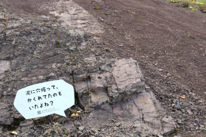 篠山地層是寶貴的天然資源。不要爬上去,只要觀察即可。<br>