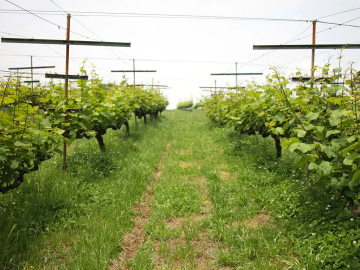 【神戸市】バーベキュー場や広場もある!『神戸ワイナリー』でのんびり休日を楽しもう