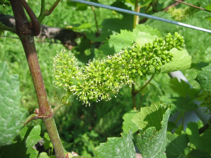 写真提供:『神戸ワイナリー』/実がなる前のブドウ
