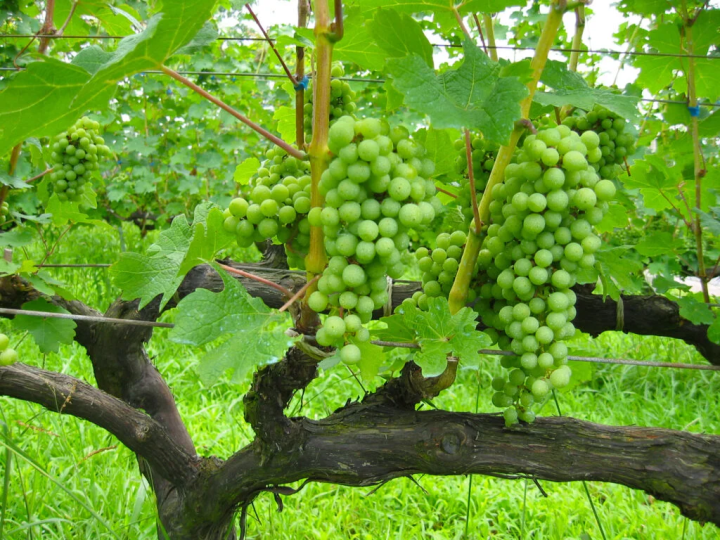 写真提供:『神戸ワイナリー』/夏から秋にかけて園内の畑にもブドウが実る