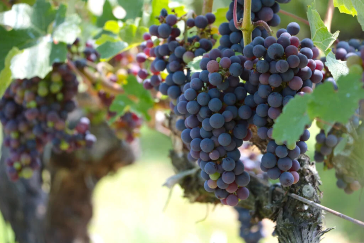 写真提供:『神戸ワイナリー』