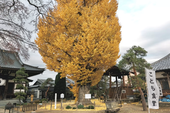 [群马县富冈市] 龙光寺，富冈制丝厂女工的安息地