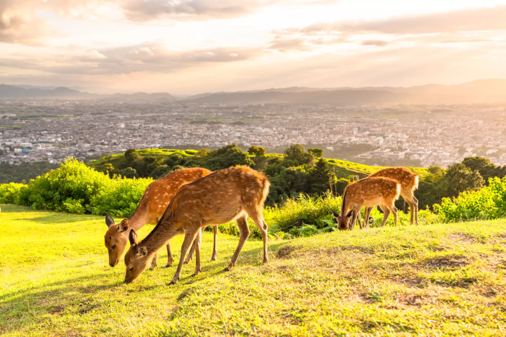 nara park