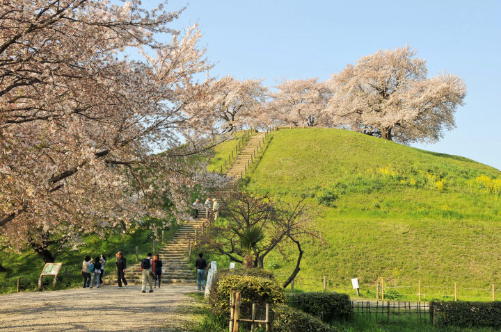 【2024 최신】 사이타마 현 유키타시의 추천 꽃놀이 명소 4 선! 사키타마 고분군, 미즈키 공원 등