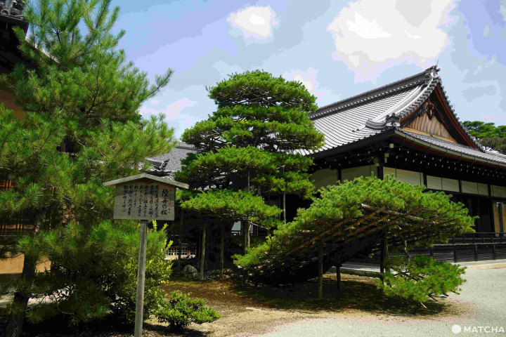 金閣寺陸舟之松