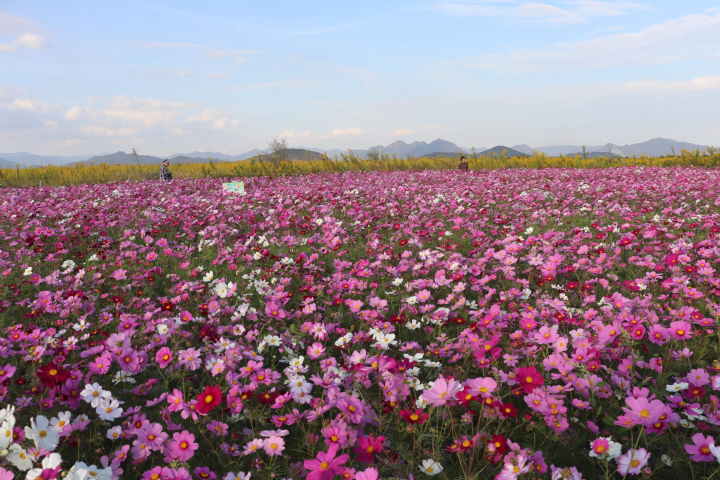 山口市迷人的路邊車站特別報道