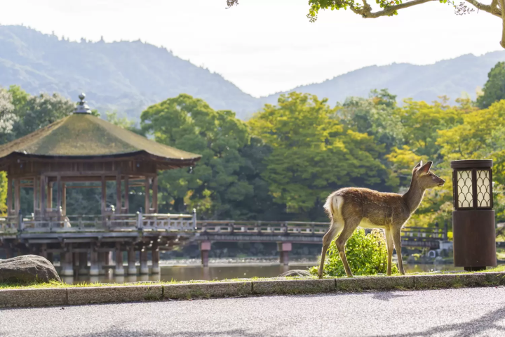 奈良公園