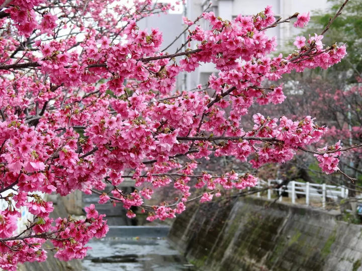 Okinawa Cherry Blossoms: Top 5 Places to Visit in 2024
