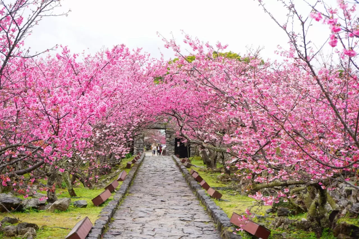 Okinawa Cherry Blossoms: Top 5 Places to Visit in 2024