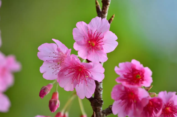 Okinawa Cherry Blossoms: Top 5 Places to Visit in 2024