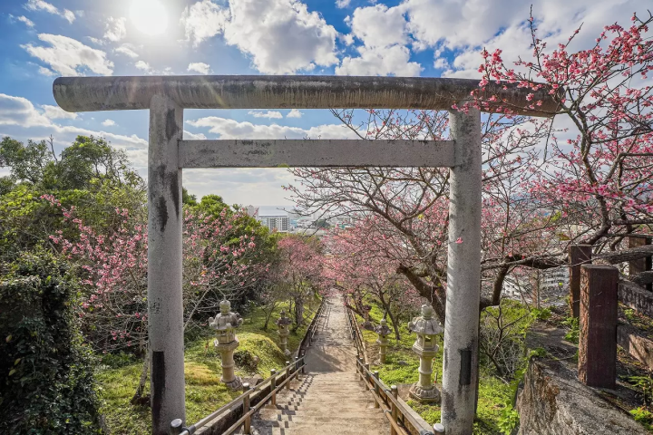 Okinawa Cherry Blossoms: Top 5 Places to Visit in 2024
