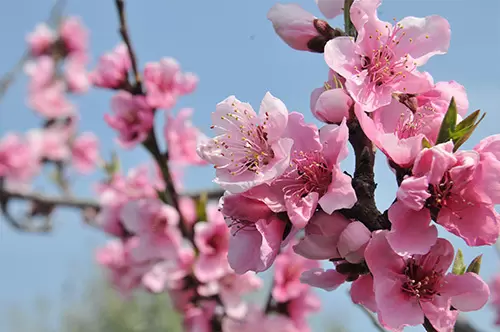Higashiosaka “Flower Calendar”