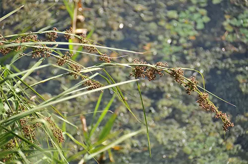 Higashiosaka “Flower Calendar”