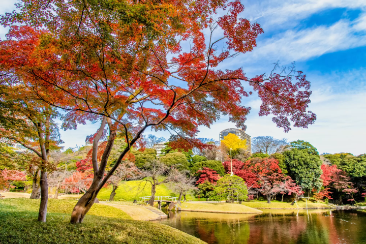 小石川後楽園 賞楓