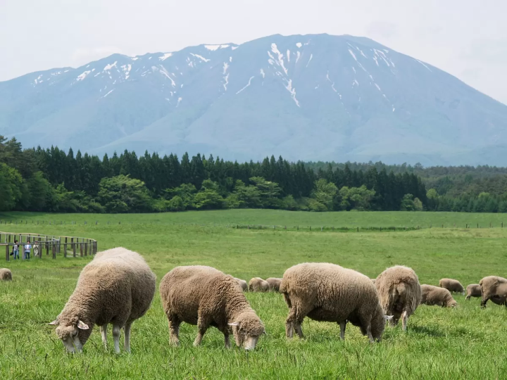 [Akita/Japan's three major fireworks festivals] Enjoy spectacular fireworks all year round! A thorough introduction to “Omagari Fireworks Festival”