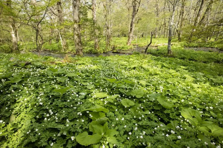 Let's go hiking in Kamikochi! Let's go hiking in Kamikochi!