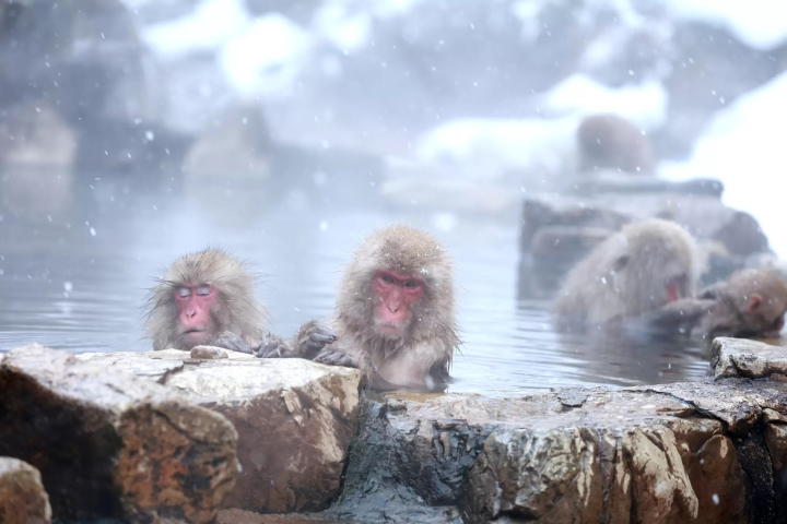 【나가노 / 관광 / 온천] 세계에서 유일하게 온천에 들어가는 야생 원숭이 "스노 원숭이"! 겨울만의 풍물시를 보러 가자!