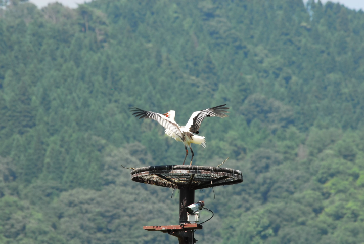 ▲豊岡市立ハチゴロウの戸島湿地、中央にあるコウノトリの人口巣塔 