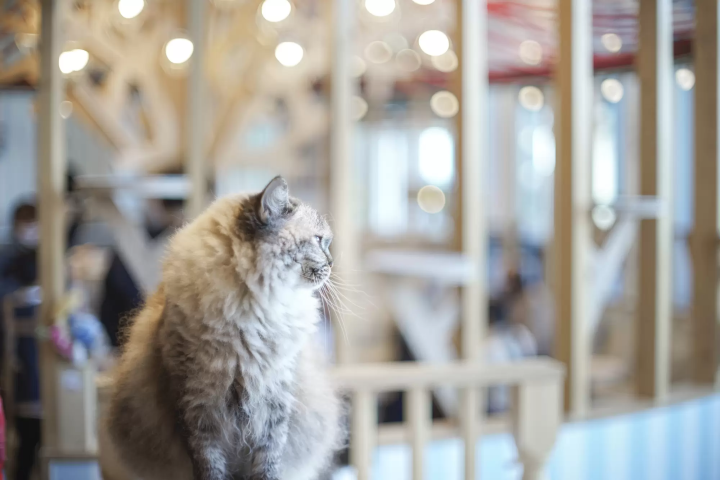 【2024台場】完全掌握購物、周邊新景點、交通好逛又好玩行程攻略!