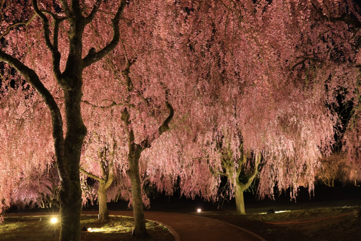 2024년 3월 호쿠리쿠 신칸센 연신! 후쿠이현·사카이시의 추천 관광 명소 10선! 꽃놀이 명소 포함