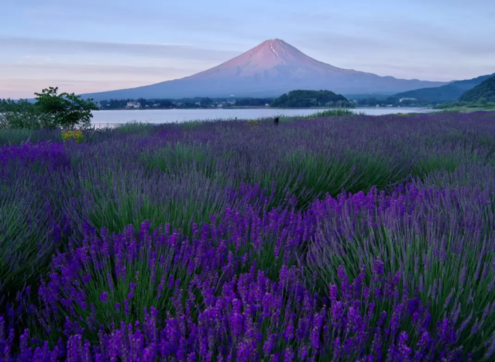 [Yamanashi] The charm of Mt. Fuji and Lake Kawaguchi! Recommended sightseeing spots in Yamanashi that you can experience with a rental car