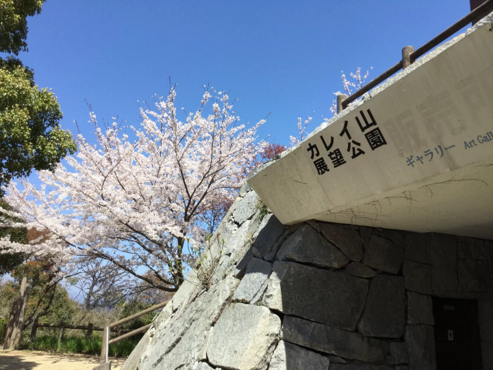 [瀨戶內/島波海道]來自大海、島嶼和橋樑的當地櫻花新聞