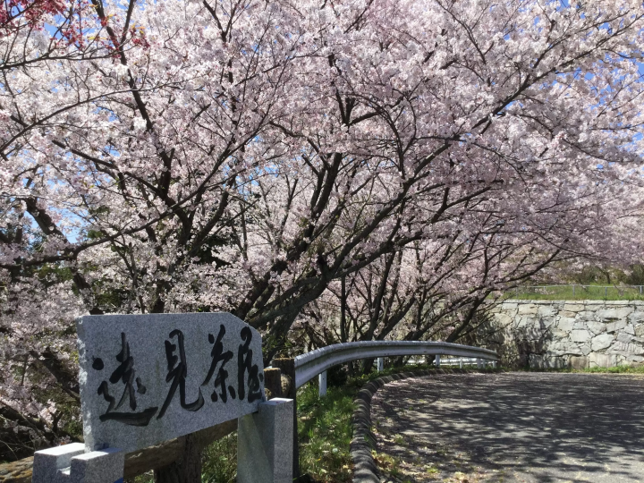[瀨戶內/島波海道]來自大海、島嶼和橋樑的當地櫻花新聞