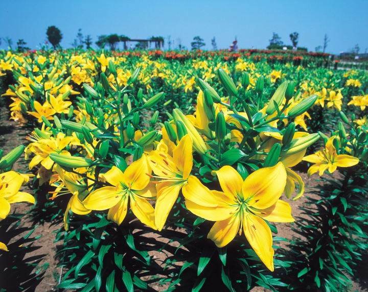 2024년 3월 호쿠리쿠 신칸센 연신! 후쿠이현·사카이시의 추천 관광 명소 10선! 꽃놀이 명소 포함