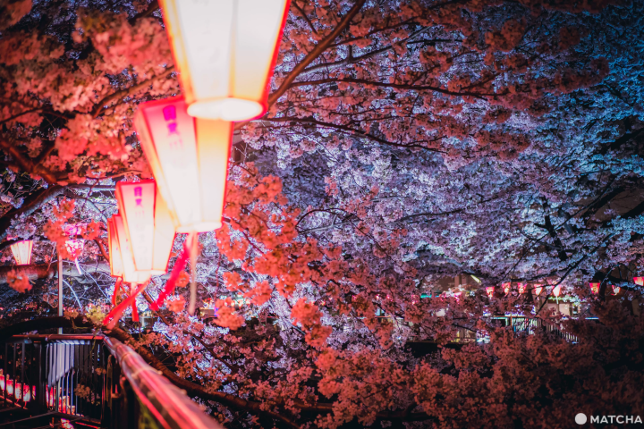 桜のシーズン情報&日本のお花見スポット44選【2024年保存版】