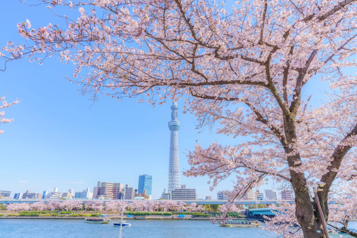 桜のシーズン情報&日本のお花見スポット44選【2024年保存版】