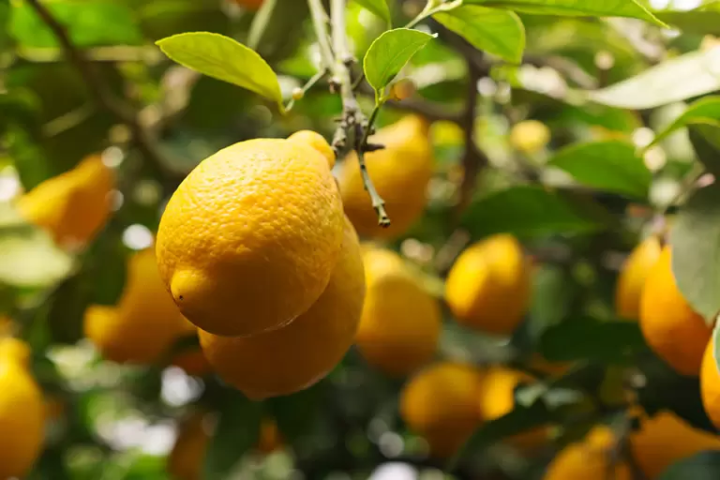 [Hyogo Awaji Island] Enjoy world-recognized craft beer and Michelin one-star gourmet food