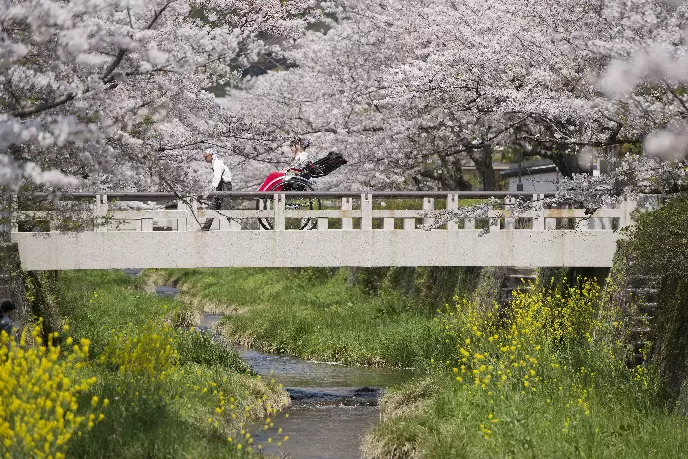 Yamaguchi City: 5 Splendid Cherry Blossom Locations in 2024