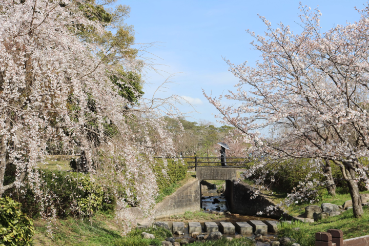 Yamaguchi City: 5 Splendid Cherry Blossom Locations in 2024