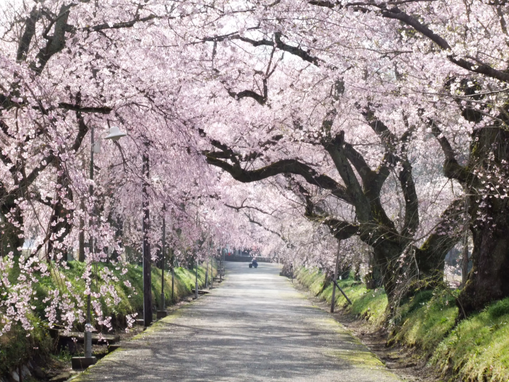Yamaguchi City: 5 Splendid Cherry Blossom Locations in 2024