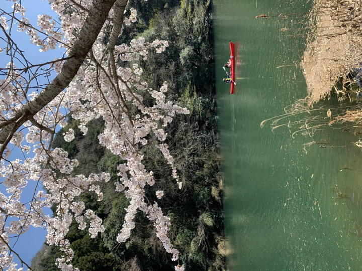 Yamaguchi City: 5 Splendid Cherry Blossom Locations in 2024