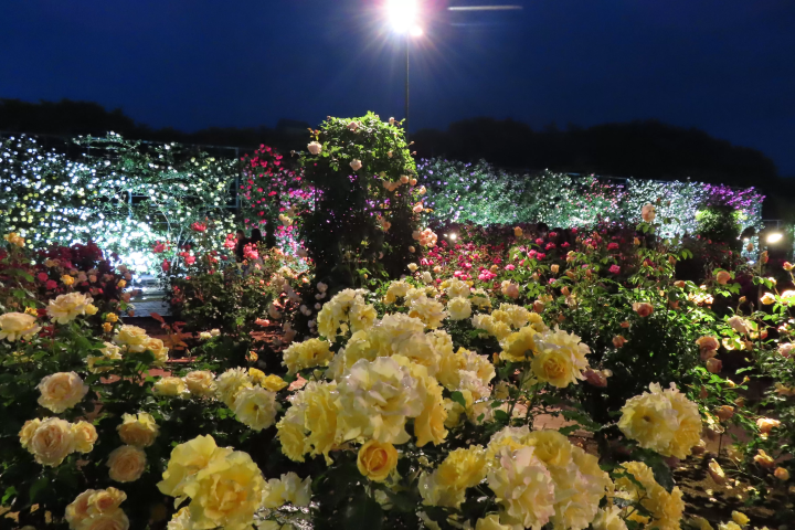 「ふじのはな物語2024」最新情報！　※4/30更新